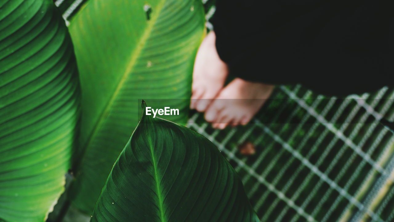 Close-up of hand on green leaf