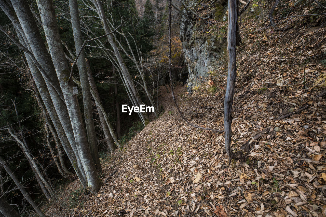 SCENIC VIEW OF FOREST