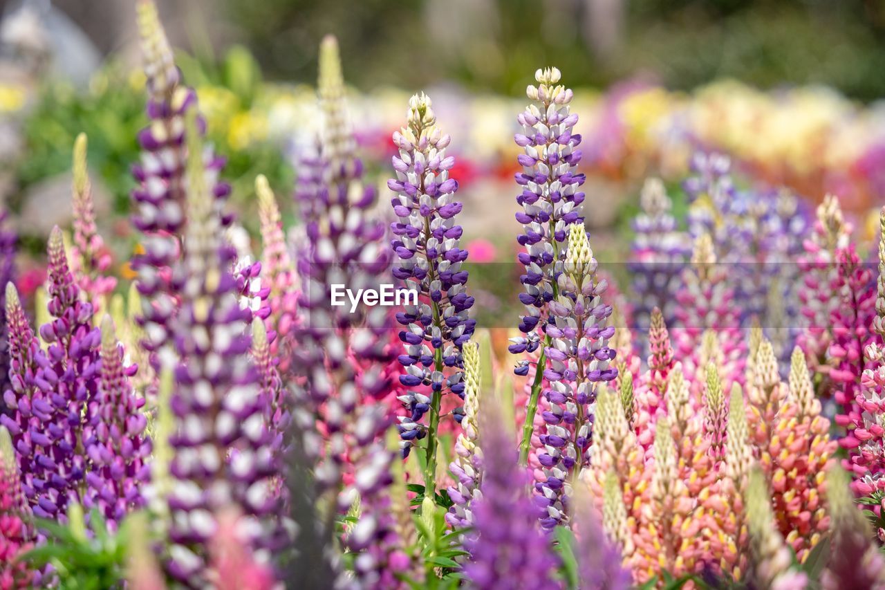 Close-up of purple flowering plants on field