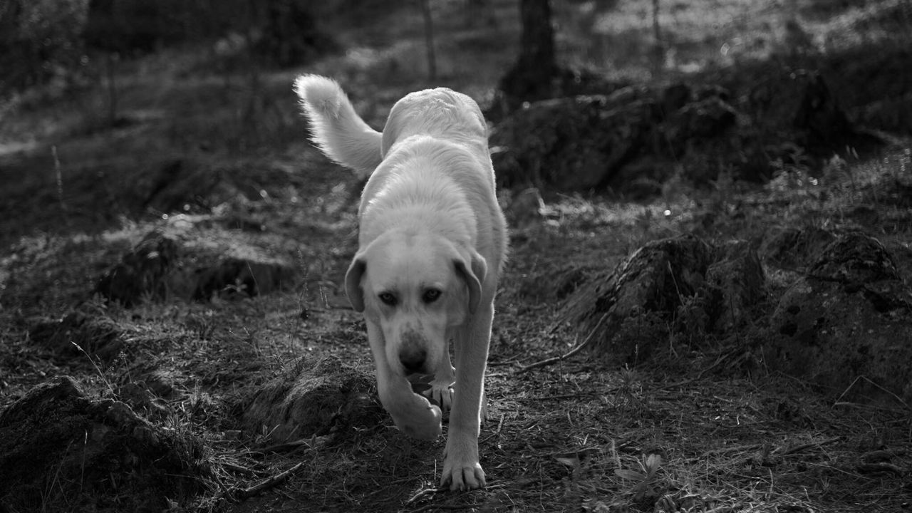 DOG IN FIELD