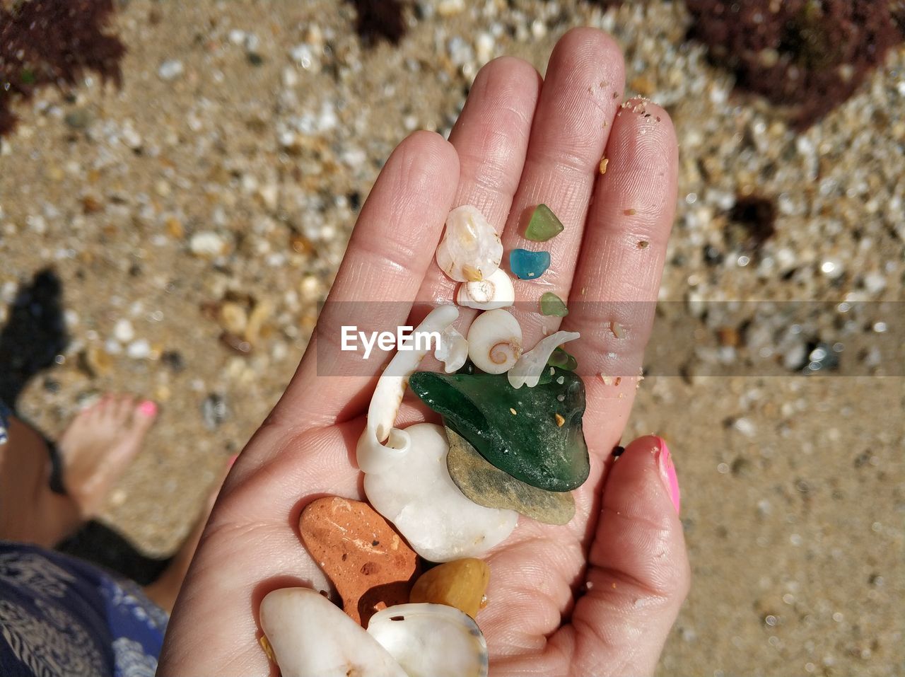 Close-up of woman hand holding shells and pebbles at beach during sunny day