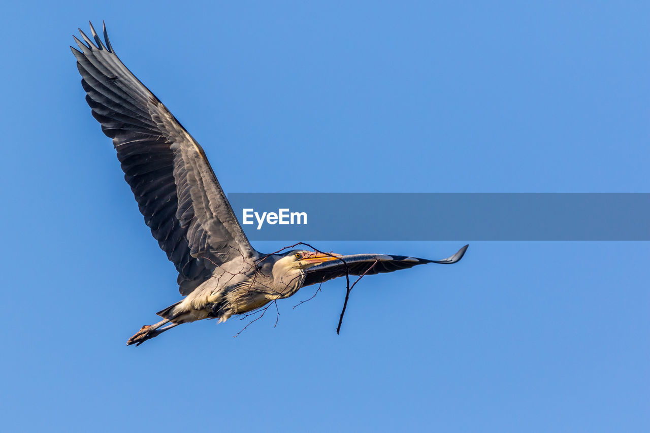 animal, animal themes, bird, animal wildlife, wildlife, flying, one animal, blue, animal body part, sky, clear sky, spread wings, nature, wing, no people, animal wing, bird of prey, sunny, outdoors, copy space, mid-air, stork, low angle view, day
