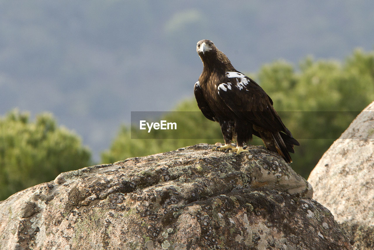 BIRD PERCHING ON ROCK AGAINST TREE