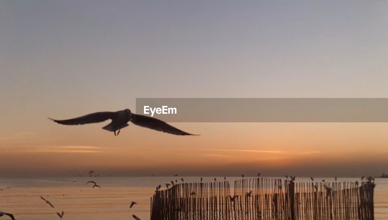 SEAGULL FLYING OVER SEA AGAINST SKY