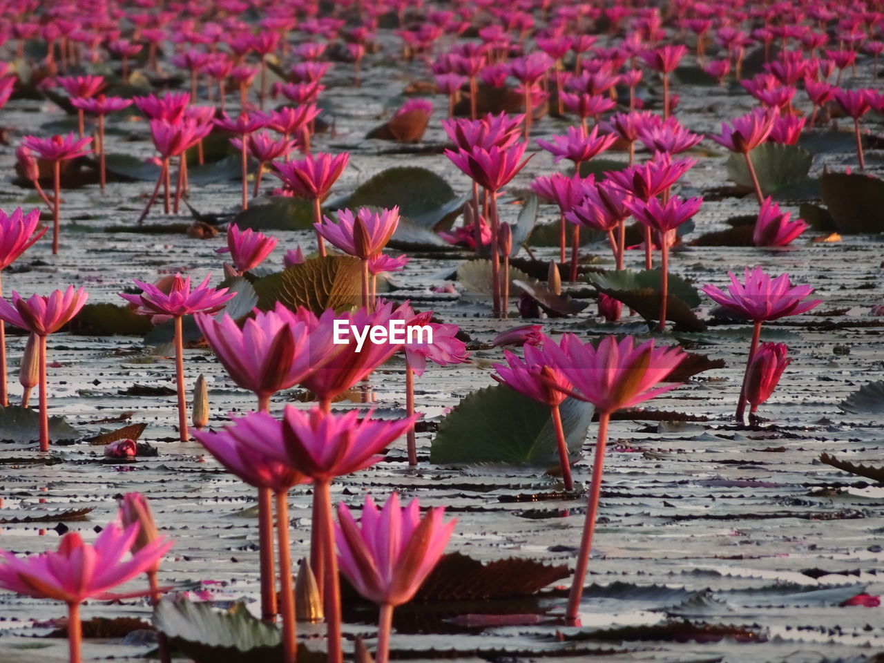 CLOSE-UP OF PINK FLOWERING PLANTS