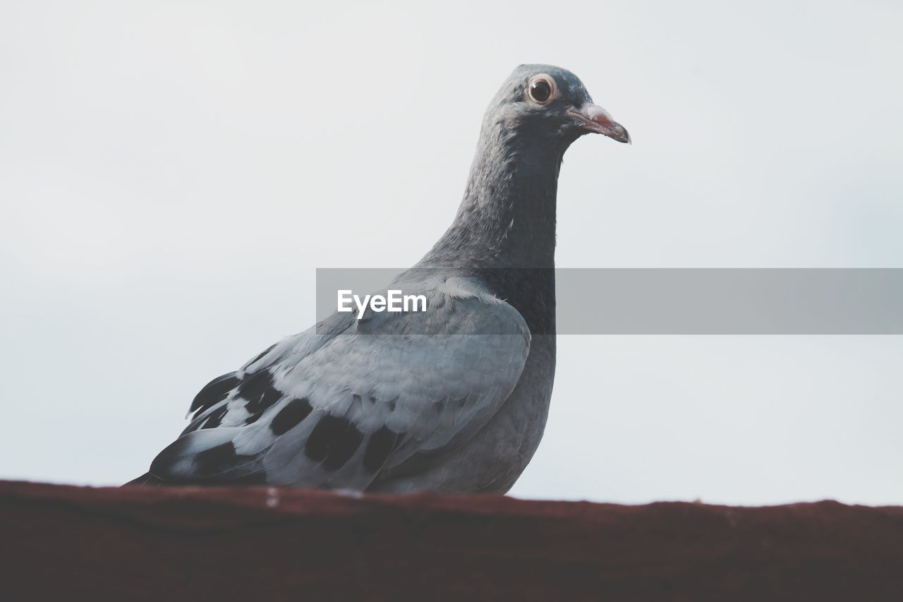 Close-up of bird perching against white background