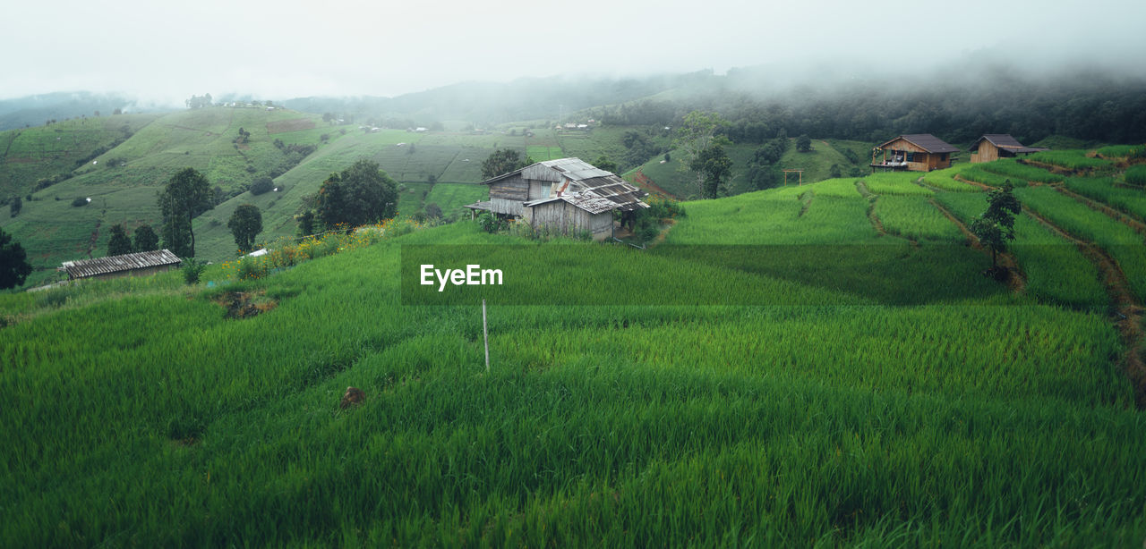 scenic view of agricultural field