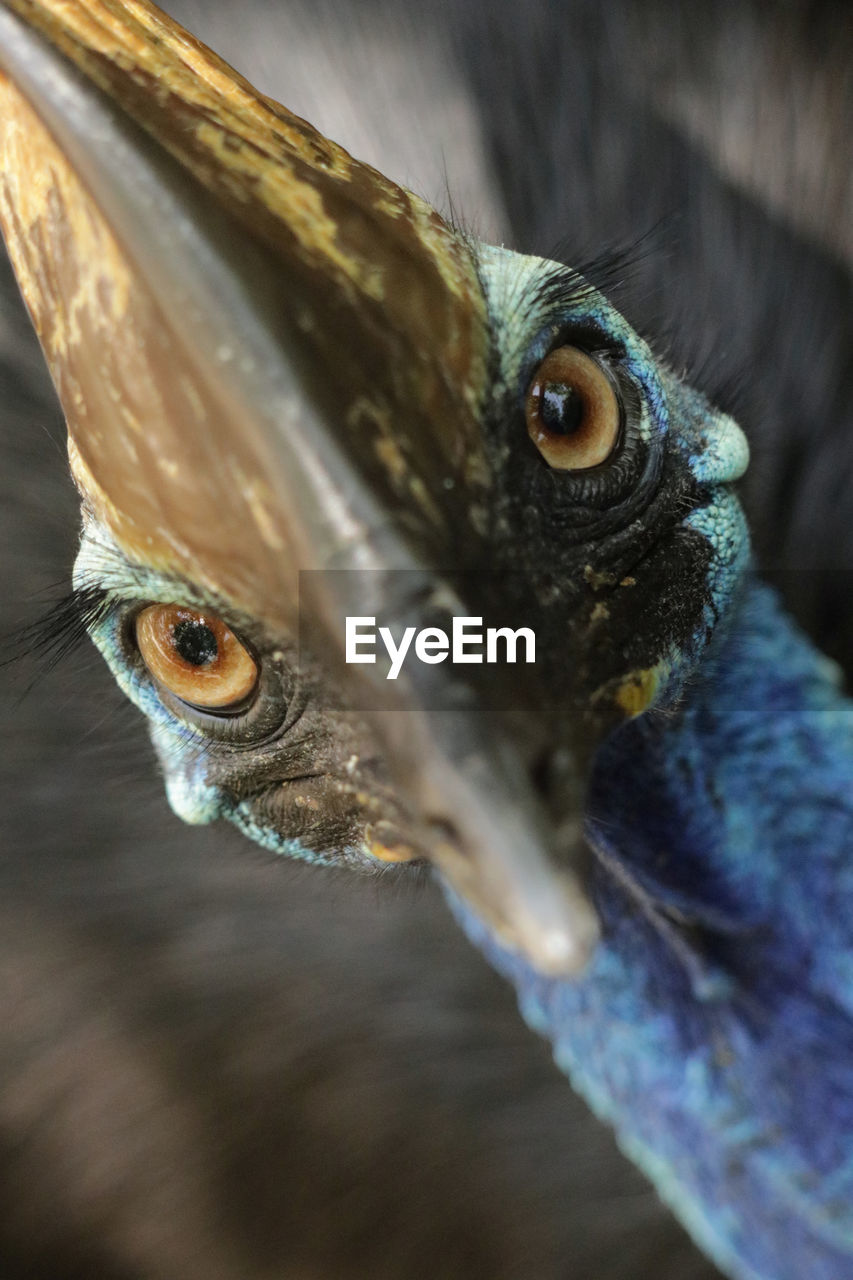 Close-up of southern cassowary