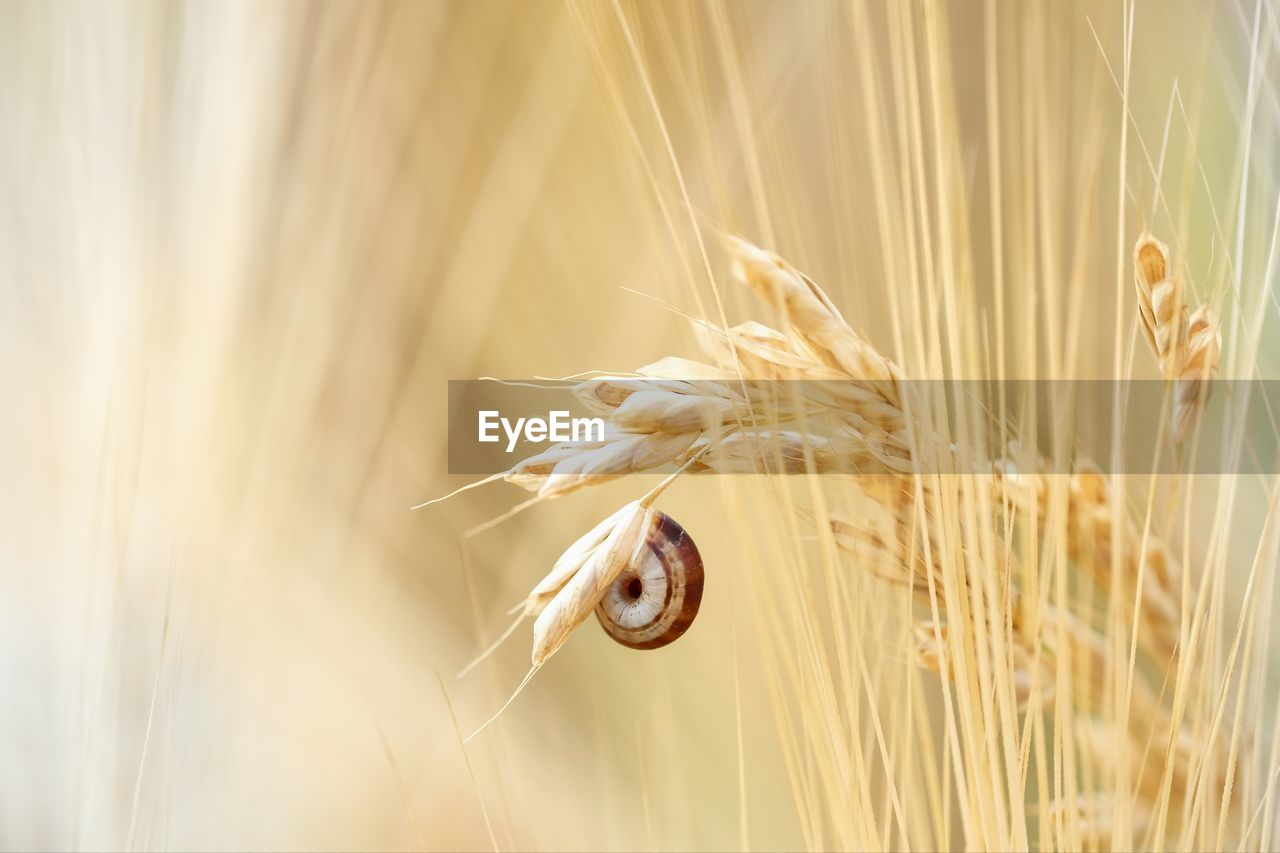 Close-up of a wheat crop in field