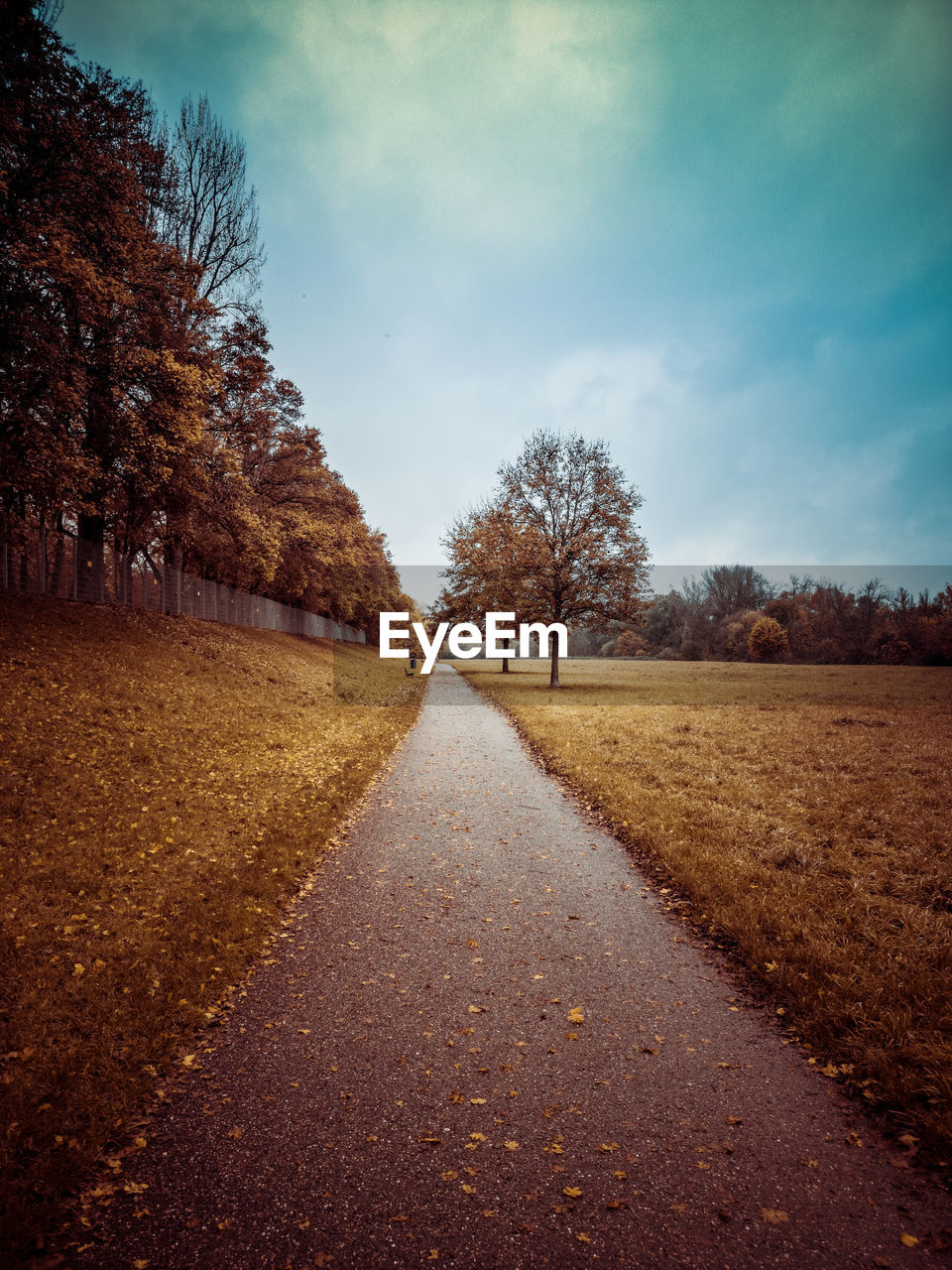 ROAD AMIDST TREES DURING AUTUMN