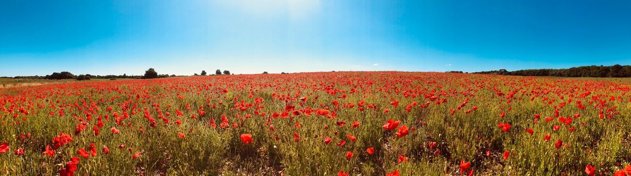 RED POPPY FLOWERS GROWING ON FIELD