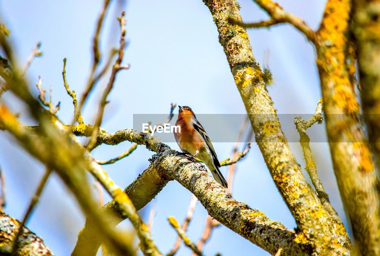 LOW ANGLE VIEW OF BIRD PERCHING ON TREE