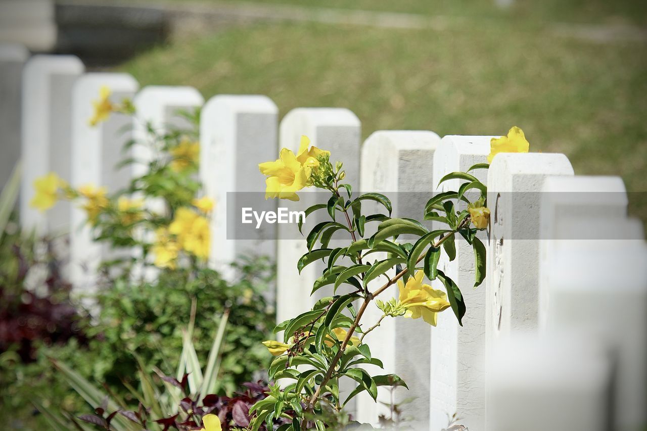 Flowering plant at cemetery