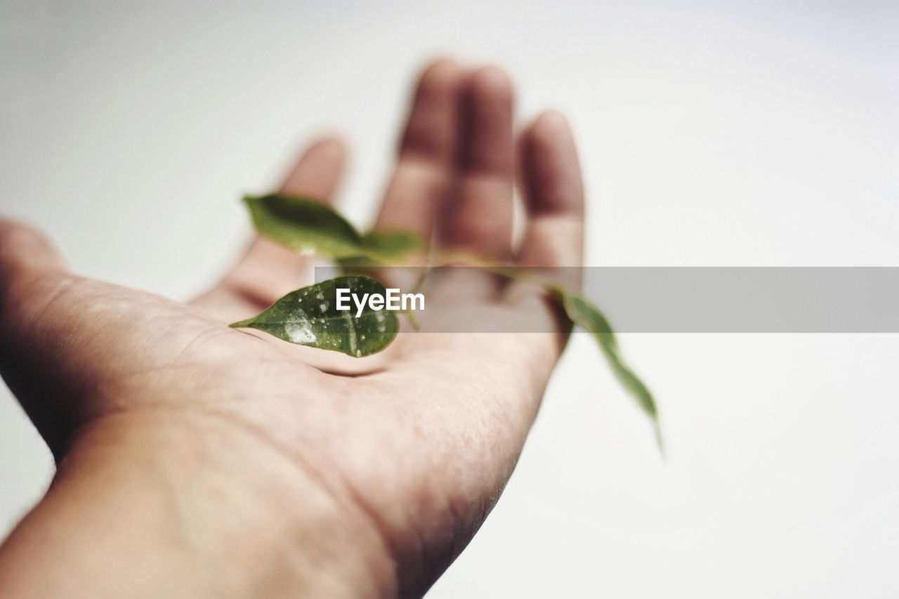 Close-up of hand holding leaves over white background