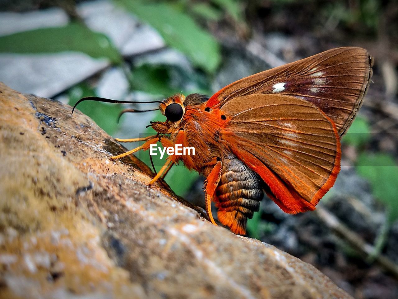 Close-up of butterfly on rock