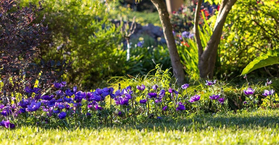 PLANTS GROWING ON FIELD