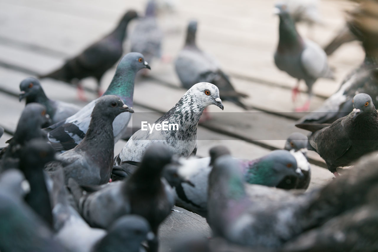 CLOSE-UP OF BIRDS PERCHING
