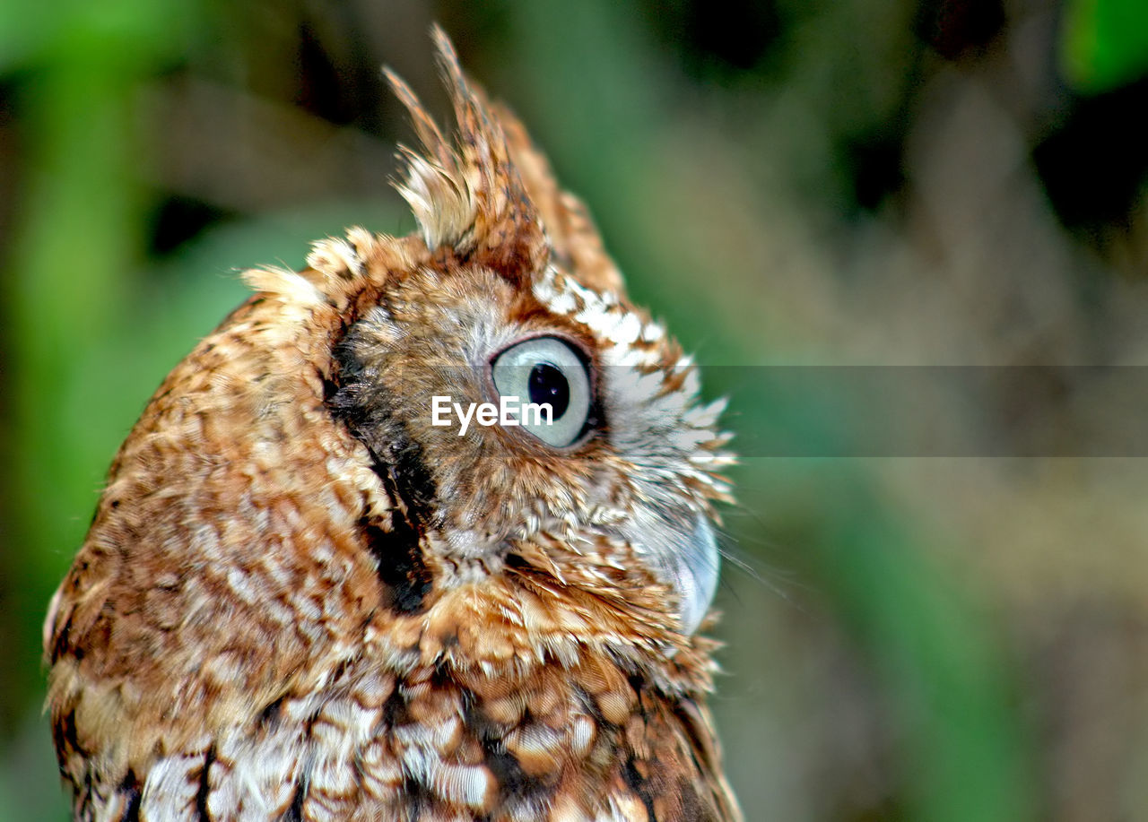 An owl looking into the distance with big eyes