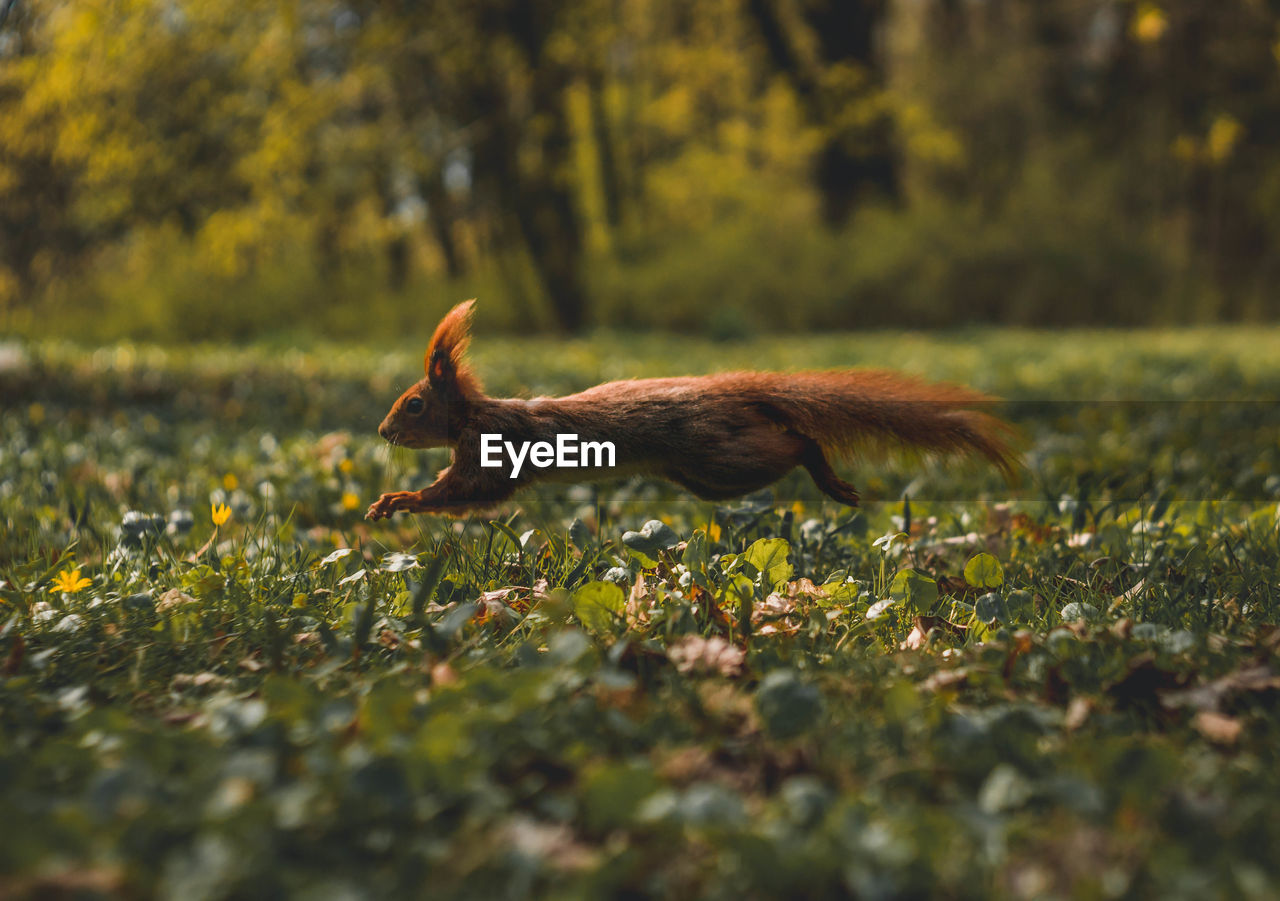 Close-up of squirrel running on field