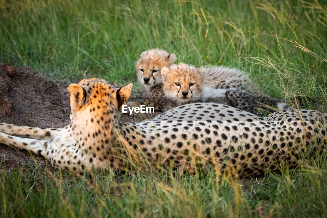 Full length of cheetah sitting on rock