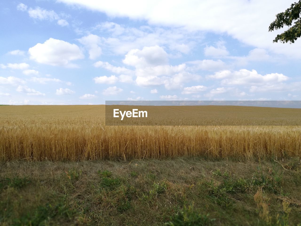 Scenic view of agricultural field against sky