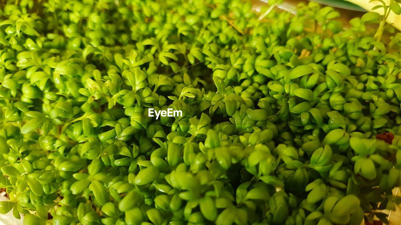 Full frame shot of fresh green plants