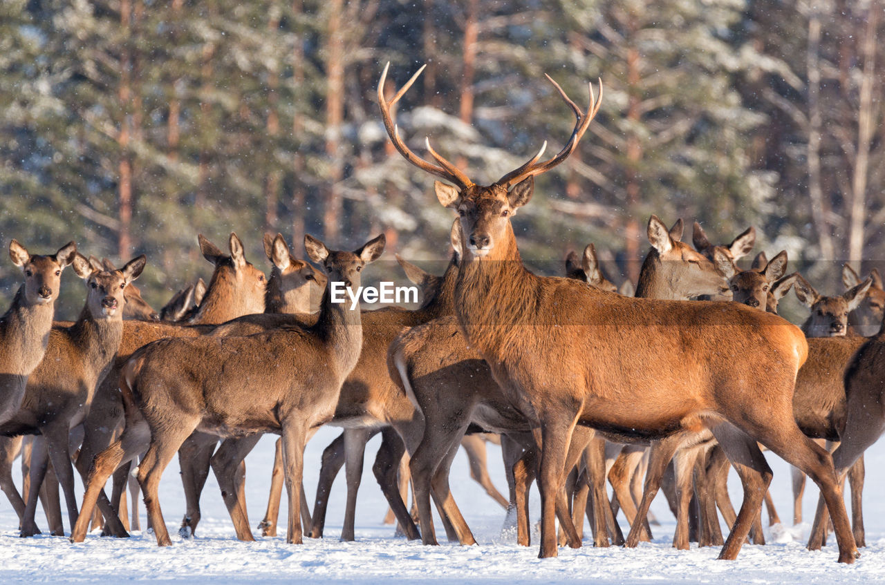 FLOCK OF DEER IN A FARM