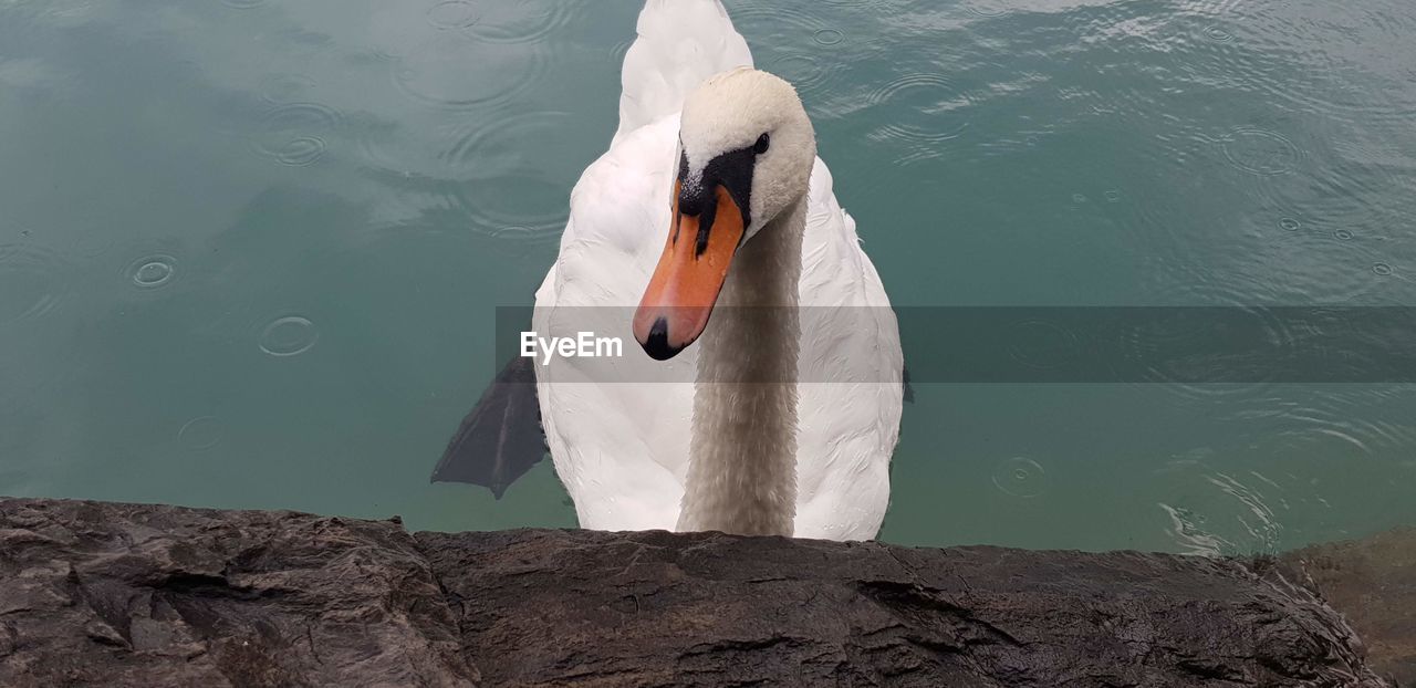 HIGH ANGLE VIEW OF WHITE SWAN SWIMMING IN LAKE