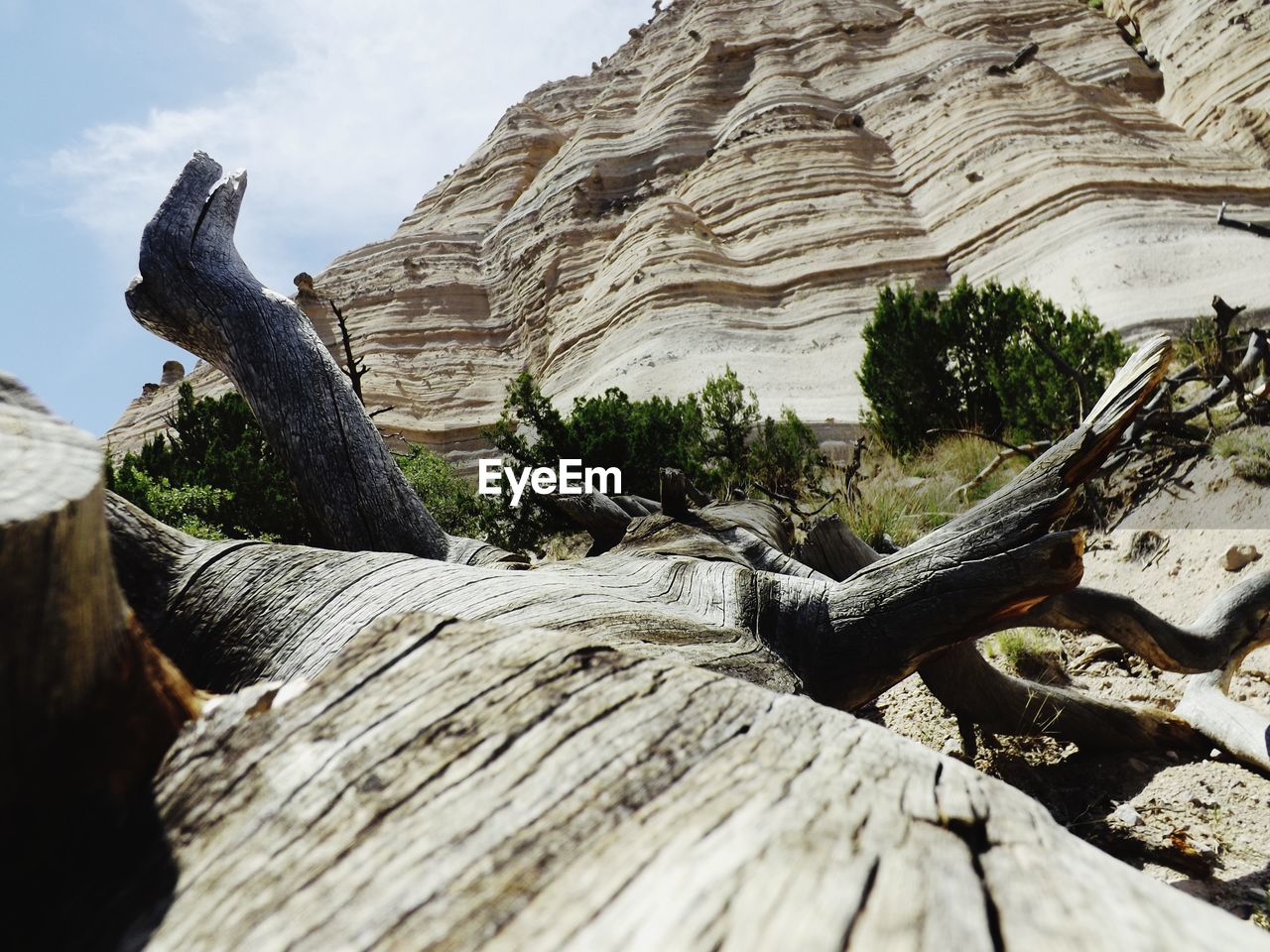 CLOSE-UP OF DRIFTWOOD AGAINST ROCK FORMATION