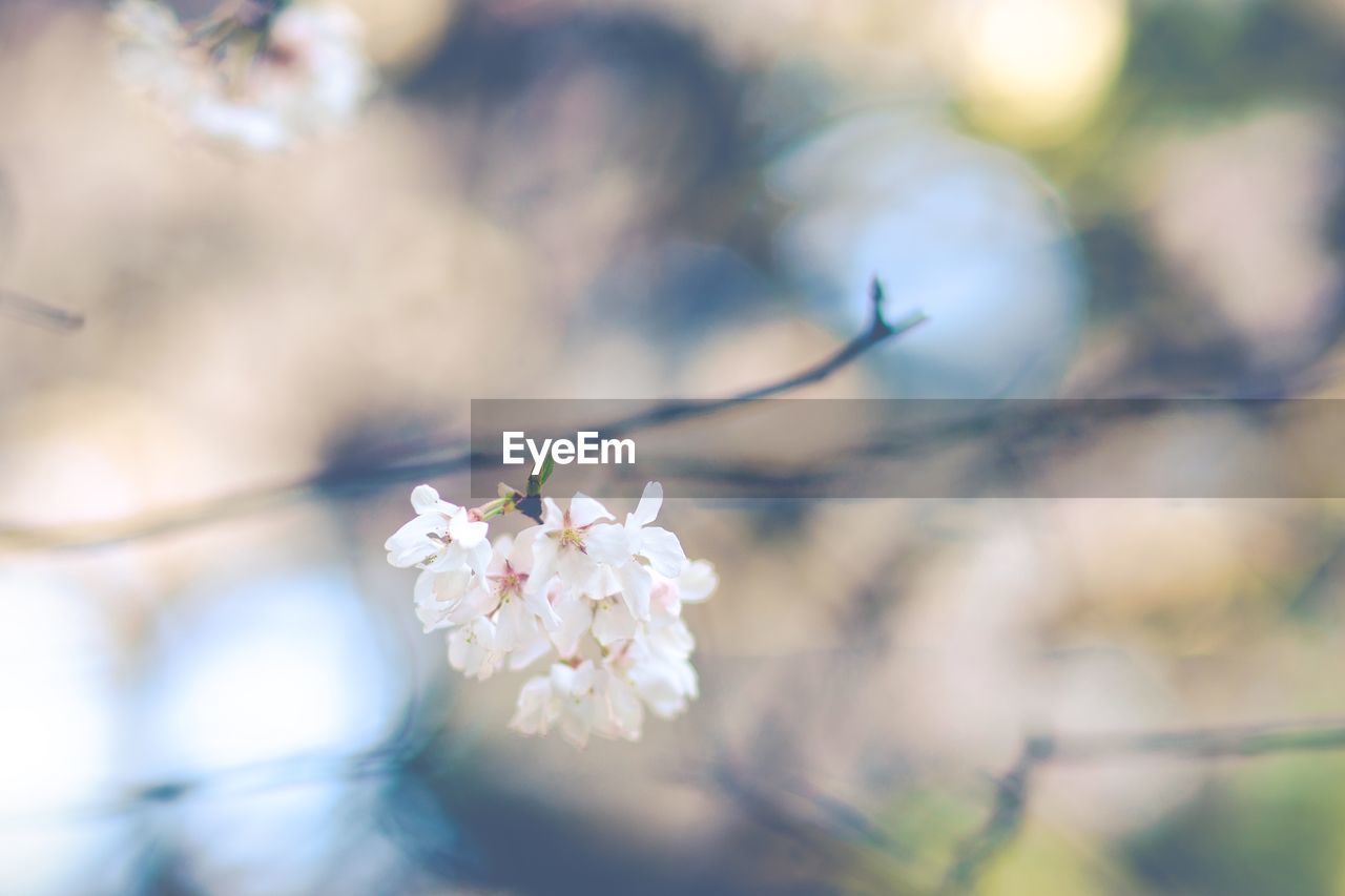 Close-up of cherry blossoms in spring