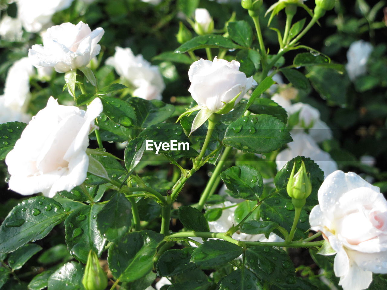 CLOSE-UP OF WHITE ROSES ON PLANT