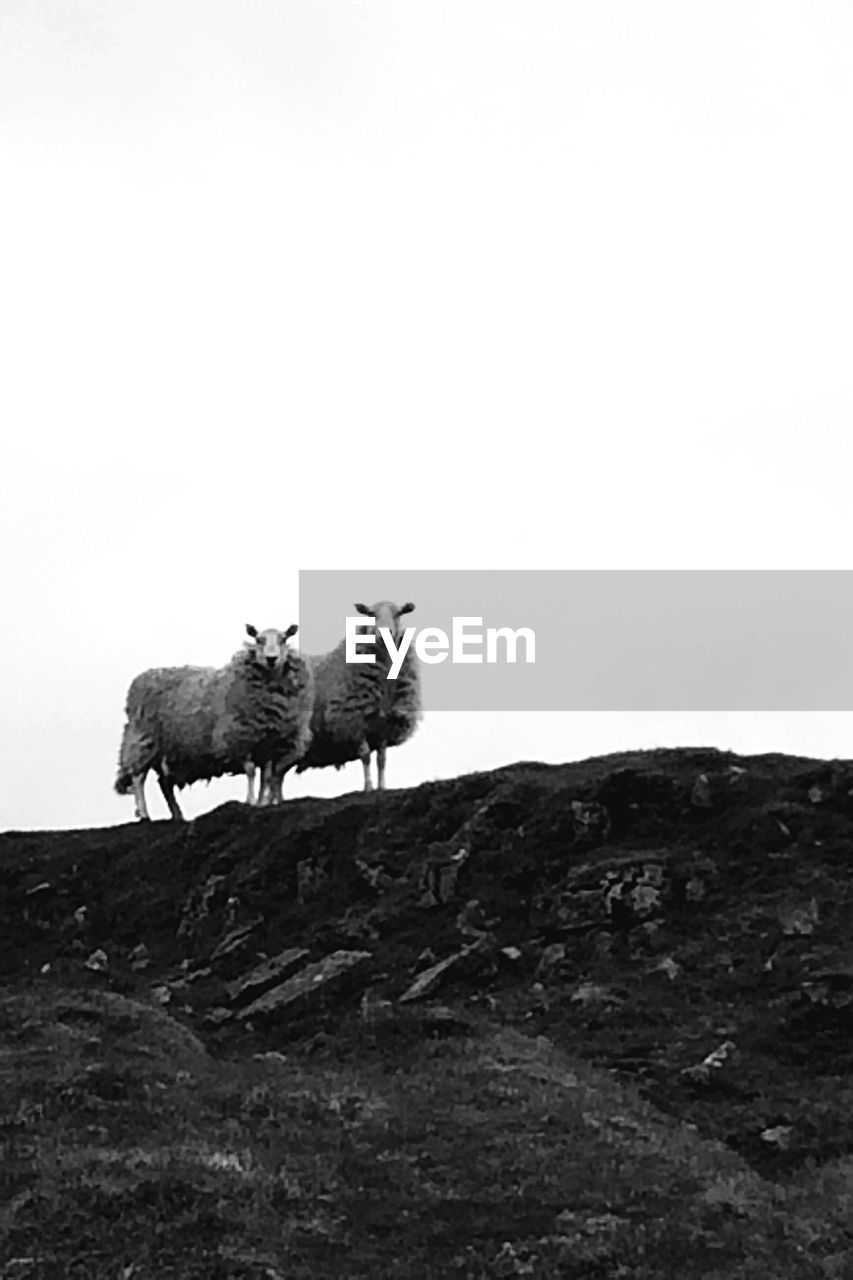 Two sheep standing on hill