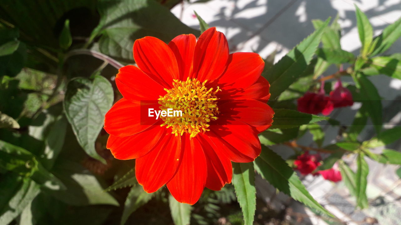 CLOSE-UP OF RED FLOWER AGAINST PLANTS