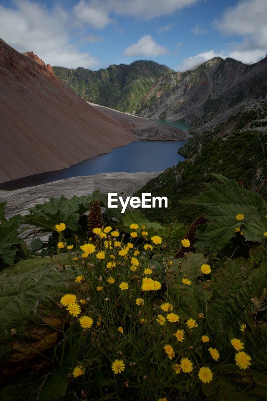 Yellow flowering plants by mountains against sky