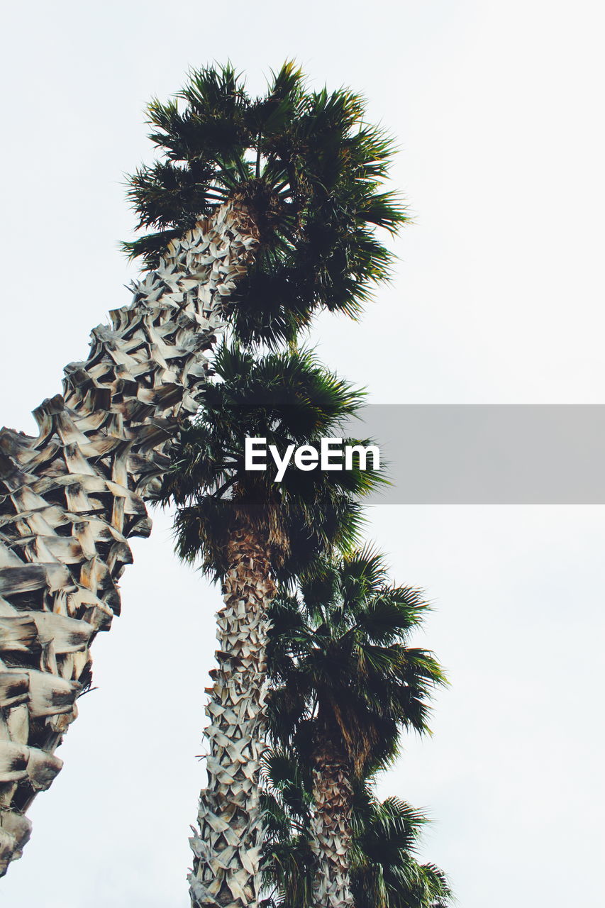 Low angle view of palm trees against clear sky