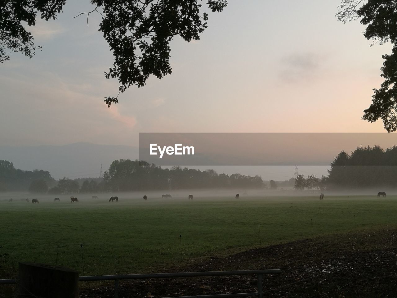 Scenic view of field against sky during sunset