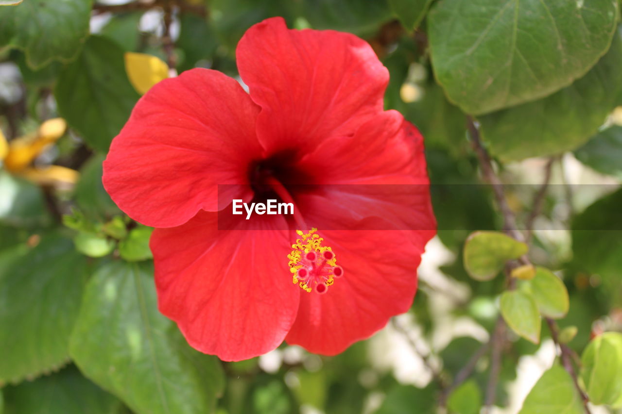 CLOSE-UP OF RED HIBISCUS FLOWER AGAINST GREEN LEAVES
