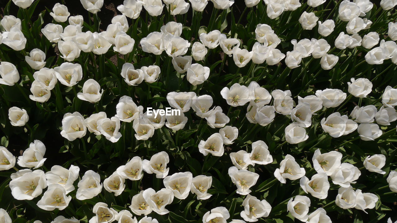 High angle view to blooming white tulips on field