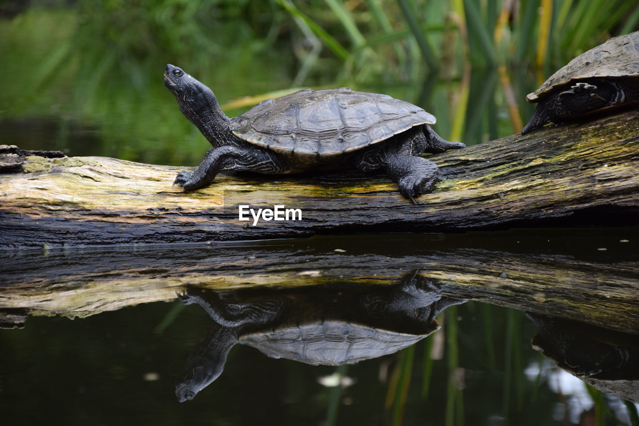 LIZARD ON A LOG