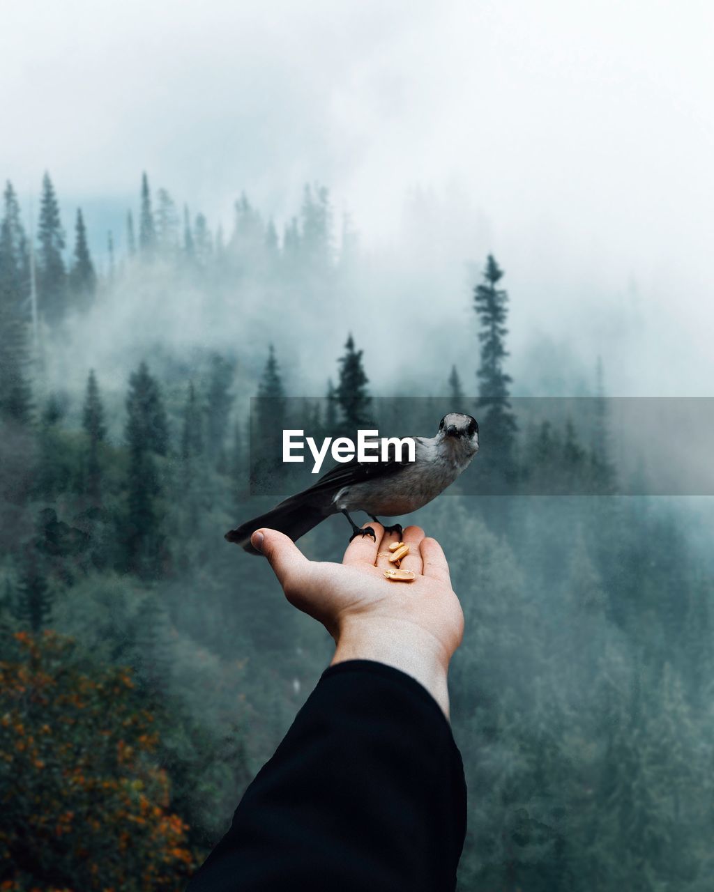 Cropped hand holding bird against trees during foggy weather