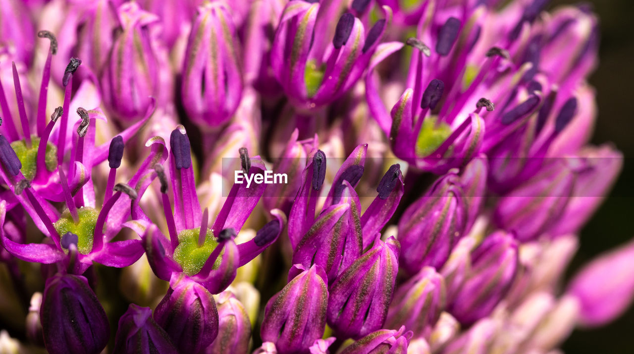 Close-up of purple flowering plants