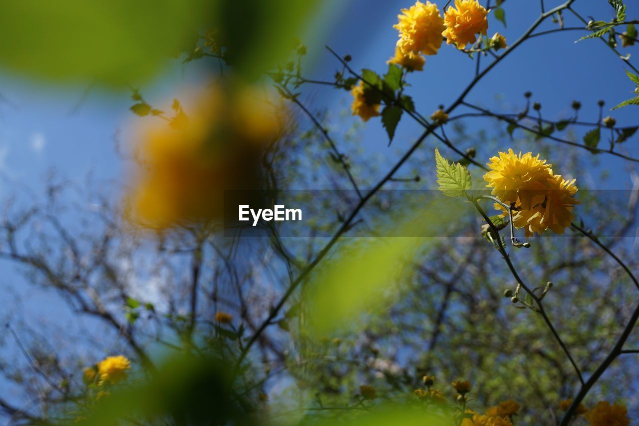 Low angle view of flowering plant against sky