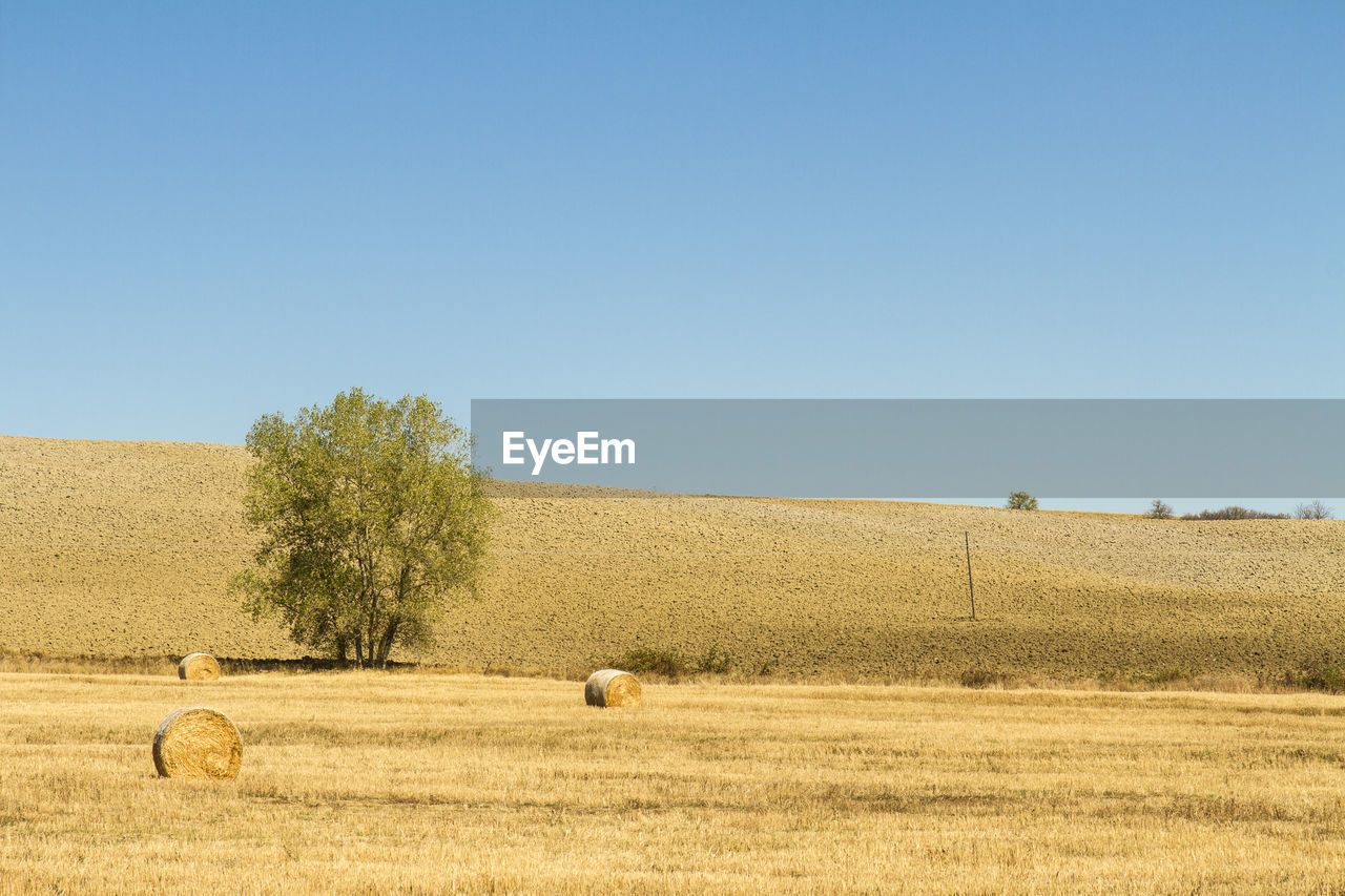 FIELD AGAINST CLEAR SKY