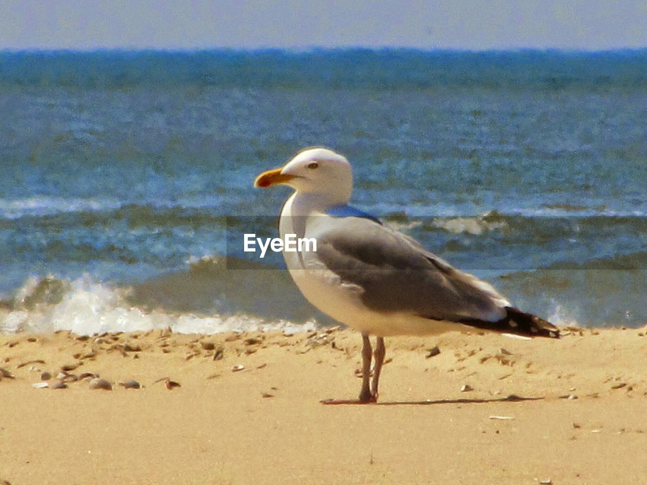 SEAGULLS ON BEACH