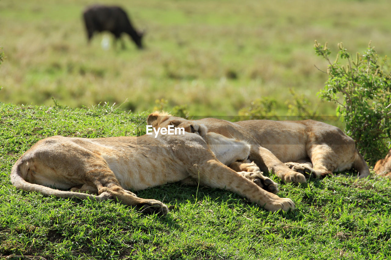 Lion cubs sleeping on field