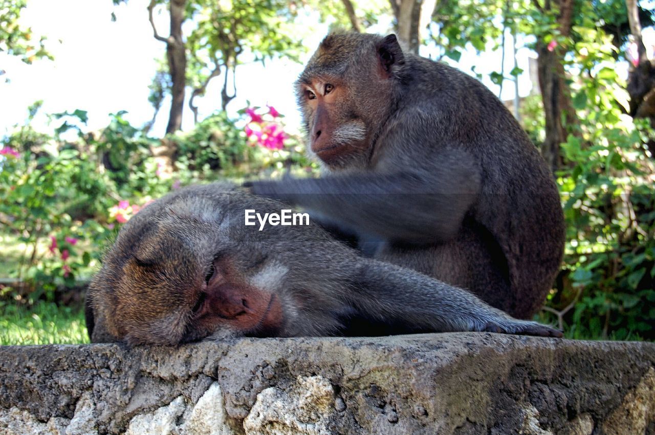 MONKEY SITTING ON TREE TRUNK