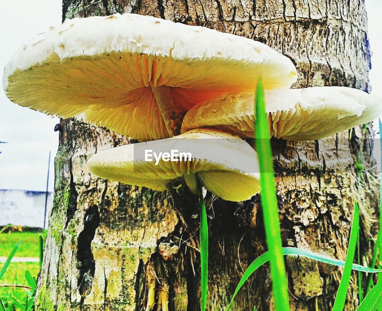 CLOSE-UP OF PLANTS ON FIELD