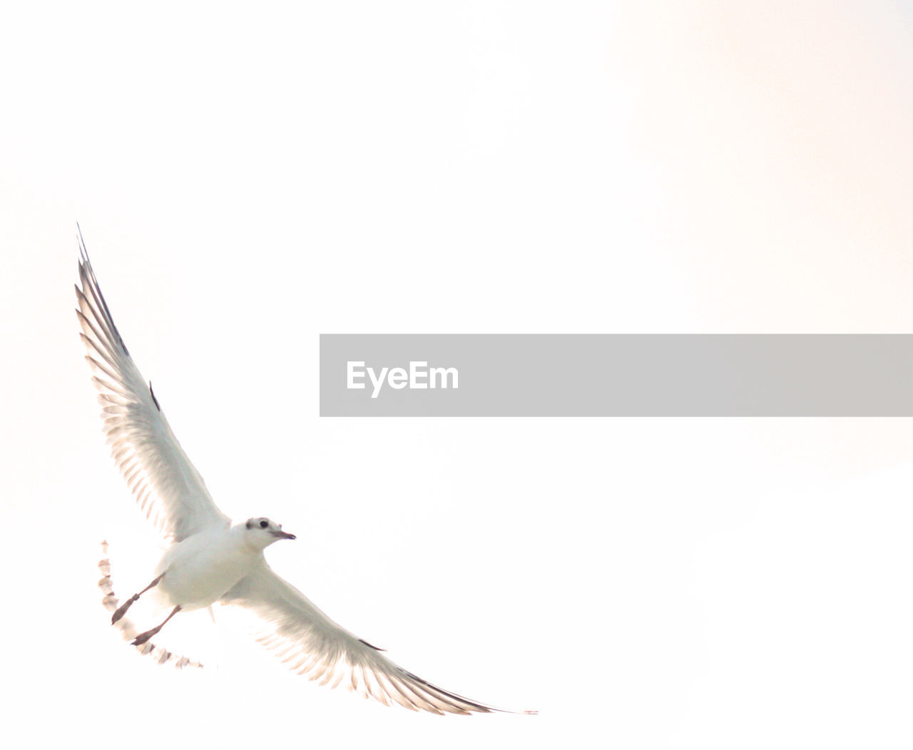 LOW ANGLE VIEW OF SEAGULL FLYING AGAINST SKY