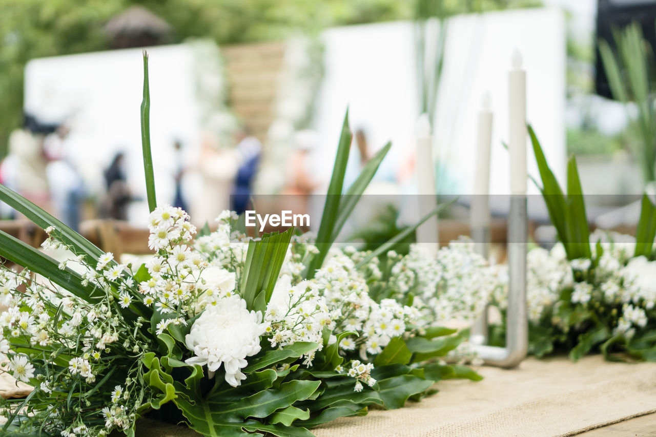 Close-up of white flowering plants and candles on table