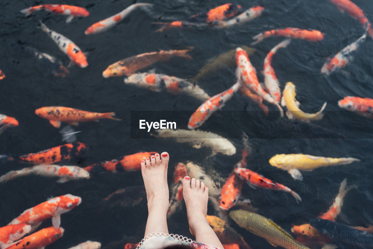 Low section of woman amidst koi carps swimming in lake